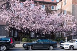 Ciliegi in fiore a Norrkoping in primavera, Svezia - © Rolf_52 / Shutterstock.com