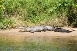 Coccodrillo di acqua salata nel fiume Daintree, Australia.



