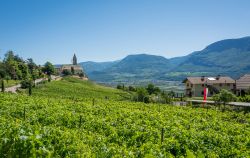 I vigneti di Cortaccia sulla Strada del Vino in Alto Adige, sud Tirolo