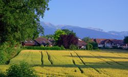 Distesa di segale nelle campagne di Ferney-Voltaire, Francia.

