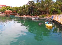 Due delfini nutriti alla marina di Puerto Aventuras, Messico - © phortun / Shutterstock.com