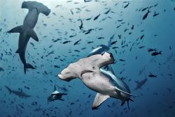 Esemplari di squalo martello a Cocos Island, Costa Rica. Questi abili predatori sfruttano la forma strana della loro testa per individuare meglio le prede.

