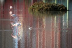 Fenicotteri in un lago nella città di Calpe, Spagna. Questa località si trova nella parte settentrionale della costa della provincia di Alicante.



