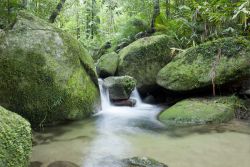 Il Mossman River scorre nella foresta di Daintree nei pressi di Cairns, Australia.



