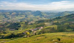 Il paesaggio denso di vigneti tra le Langhe e il Roero in Piemonte
