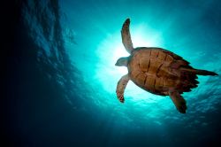 Immersioni nelle acque di Cooper ISland alle Isole Vergini Britanniche - © bcampbell65 / shutterstock.com