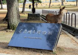 Ingresso al Museo Nazionale di Nara, Giappone, e un cervo. Nel paese del Sol Levante questo animale è l'emblema della divinità del successo - © dimakig / Shutterstock.com ...