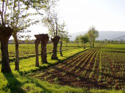 La campagna intorno a Ciliverghe in Lombardia - © Robertoni, Wikipedia