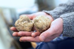 La Sagra del Tartufo Bianco Pregiato di Savigno ...