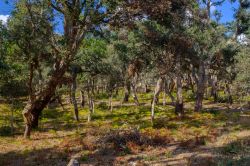 La vegetazione delle campagne inotrno a Bitti, in Sardegna.