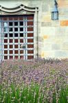 Lavanda all'esterno della fortezza di Coburgo, Germania. Il castello medievale sorge in cima alla collina e domina l'intera città - © Frank Uffmann / Shutterstock.com