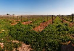 Le campagne intorno ad Acate nel sud-est della Sicilia. - © joeborg / Shutterstock.com