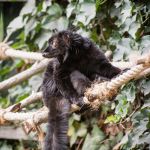 Un maschio di lemure macaco nella giungla all'interno della Riserva della Biosfera di Sahamalaza-Isole Radama, Madagascar - foto © PeterVrabel / Shutterstock.com
