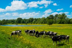 Mucche al pascolo in primavera nella campagna di Angers, Francia - © 299034902 / Shutterstock.com