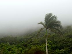 Nebbia verso Monte Isabel de Torres, fotografata dalla teleferica - 