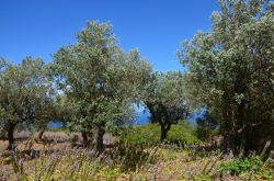 Oliveti sulle colline postre tra Tindari ed Oliveri in Sicilia