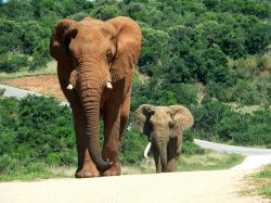 Un elefante con il suo cucciolo nella riserva del Serengeti, in Tanzania, che dal 1981 è protetta dall'UNESCO proprio grazie alla sua ricchezza faunistica.  - © gallas ...