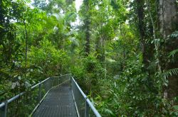 Percorso nel parco nazionale Daintree, Australia. Fondata nel 1981, quest'area naturale è diventata Patrimonio dell'Umanità nel 1998.

