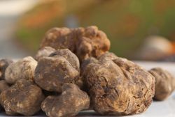 Pergola, Marche:  la Fiera Nazionale del Tartufo Bianco Pregiato