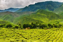 Sugegstive piantagioni di te in Malesia - © ZM_Photo /  shutterstock.com