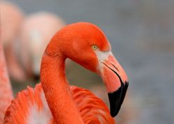 Uno splendido esemplare di fenicottero americano (Phoenicopterus ruber) a Inagua, Bahamas. Questa sottospecie del fenicottero maggiore vive esclusivamente nel continente americano, in Florida, ...