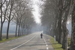 Strada fuori Uzes, Francia. Un bel viale alberato nei pressi della città accompagna alla scoperta del territorio.



