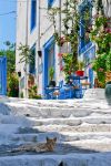 Un gatto sdraiato sugli scalini in una viuzza della città di Kos, Dodecaneso, Grecia - © Bojan i Jelena / Shutterstock.com