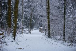 un bosco vicino a Steinhausen in Svizzera, fotografato in inverno