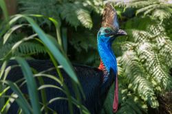 Un casuario meridionale al parco nazionale di Daintree, Australia. Questo enorme uccello incapace di volare popola la foresta del nord del Queensland e può raggiungere un'altezza ...