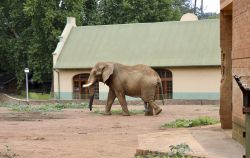 Un elefante al National Zoological Gardens di Pretoria, Sudafrica. Si estende su una superficie di 85 ettari e comprende, fra gli altri, rettilario, acquario e collezione di alberi esotici - Dinah_1 ...