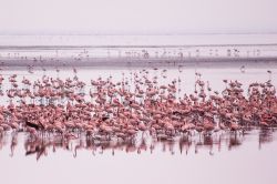 Un gruppo di fenicotteri rosa al lago Manyara, Tanzania. Le loro dimensioni raggiungono 1 metro - 1metro e mezzo d'altezza; vivono in grossi stormi nelle aree acquatiche.

