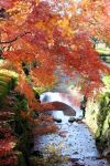 Un piccolo canale d'acqua nel parco di Nara (Giappone) in autunno. Siamo ai piedi del monte Wakakusa, noto anche come Mikasa.


