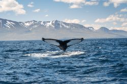 Una balena nel mare di fronte alla cittadina di Husavik (Islanda), famosa per l'attività di whale watrching.
