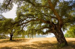 Una grande quercia nelle campagne di Muravera in Sardegna