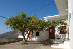 Una tipica casa greca a Tilos. Nei piccoli villaggi dell'isola si possono ammirare pittoreschi scorci architettonici come questa graziosa casetta intonacata di bianco con un albero di melograno ...