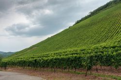 Vigneti nella cittadina di Thann, Alsazia (Francia). Da Marlenheim, nel Basso Reno, a Thann, nell'Alto Reno, si estendono i 15 mila ettari di vigneti della regione alsaziana.
