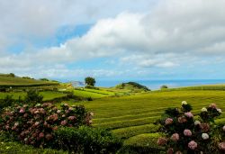 Vista panoramica sulle piantagioni di tè di Cha Gorreana a San Miguel, Azzorre (Portogallo). queste isole sono l'unico paese produttore di tè in Europa: dal 1883 a San Miguel ...