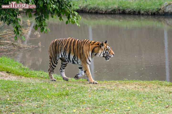 Immagine Tigre al Casela Nature Park, Mauritius - Un'elegante tigre passeggia nei pressi di una piscina naturale: siamo al Casela Nature Park, area naturale e parco divertimento nei pressi del Rempart Mountain nella zona sud ovest dell'isola di Mauritius © Oleg Znamenskiy / Shutterstock.com