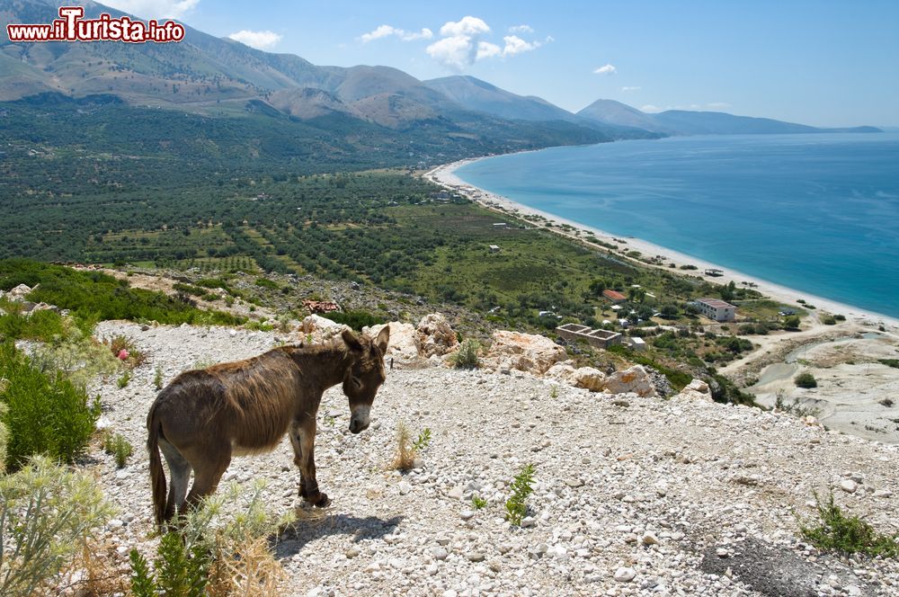 Immagine Un asino sulle colline che dominano la spiaggia di Qeparo, costa del sud dell'Albania.