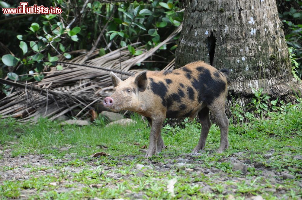 Immagine Un maiale selvatico a Cocos Island, Costa Rica.