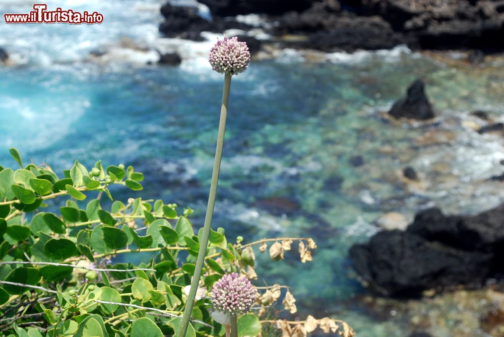 Immagine Ustica Sicilia: mare incontaminato e natura selvaggia sull'isola del Tirreno meridionale