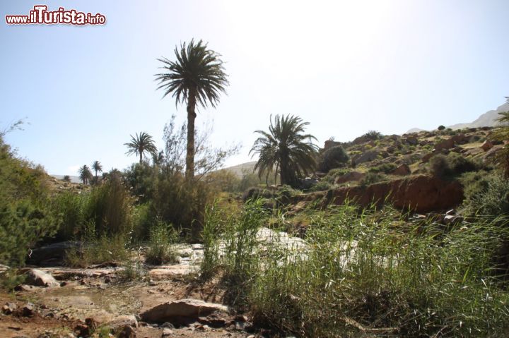 Immagine La natura nei pressi di Vega de Rio Palmas, Fuerteventura (Isole Canarie) - In un'isola conosciuta in tutto il mondo soprattutto per le sue spiagge e il suo mare, tutto ci si aspetterebbe tranne che trovare della natura primordiale e invece, a Vega de Rio Palmas, accade. La sua toponomastica la dice lunga, poiché come si nota dalla fotografia la sua vegetazione è composta soprattutto da palme.