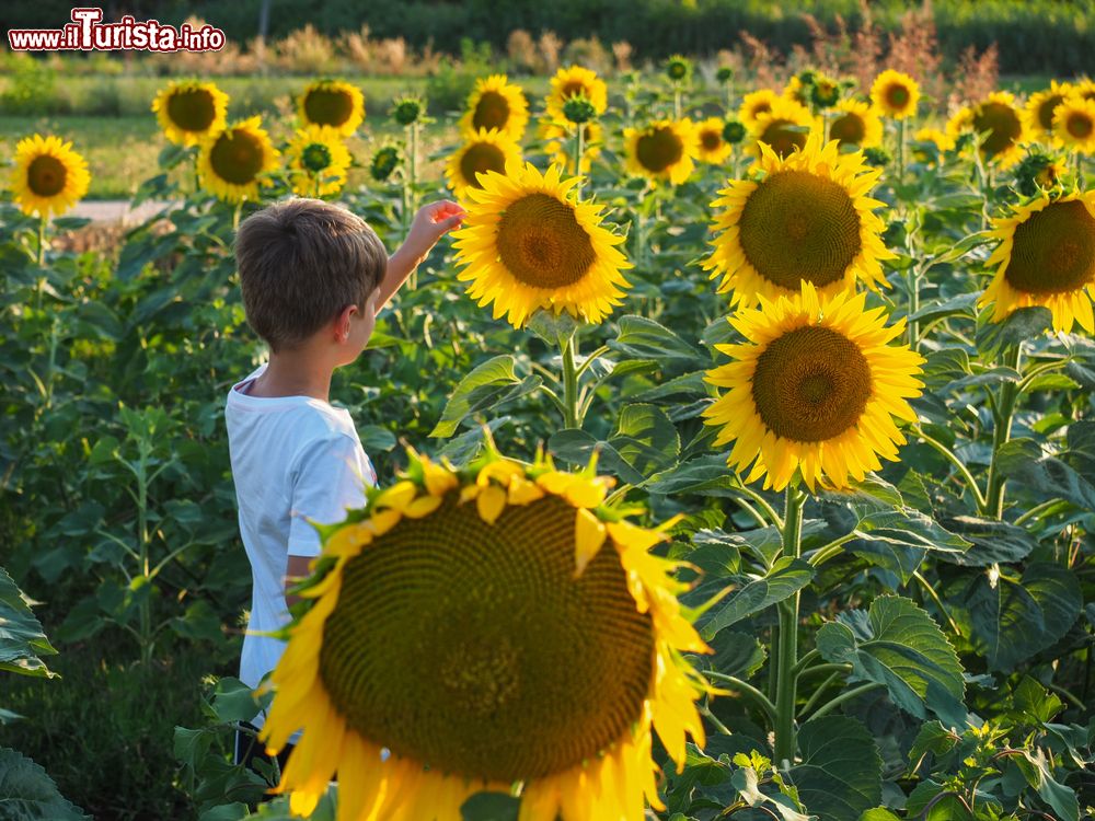 Immagine Visita ad una fattoria didattica del Veneto: un bambino in un campo di girasoli.