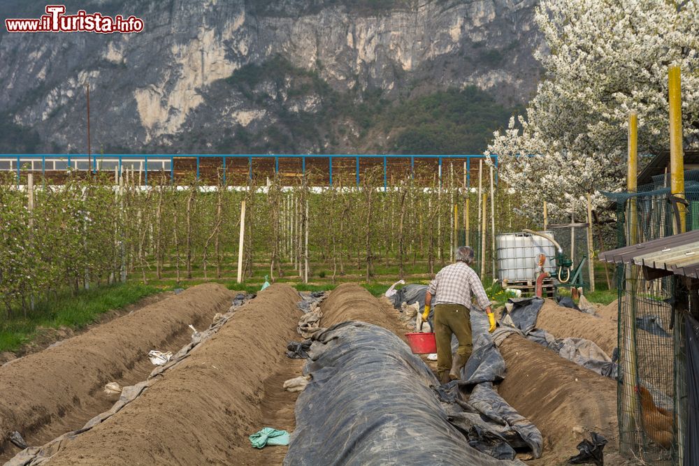 Immagine Zambana, la coltivazione dell'asparago bianco del Trentino