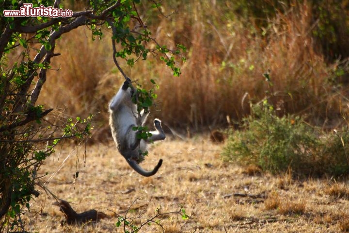 Immagine Parco Serengeti - Tanzania