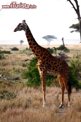 Immagine Giraffa al Serengeti - Tanzania