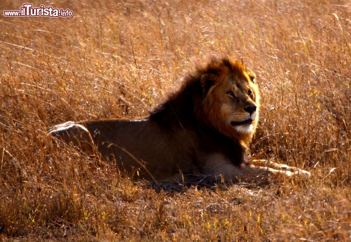 Immagine Un leone maschio al Serengeti - Tanzania