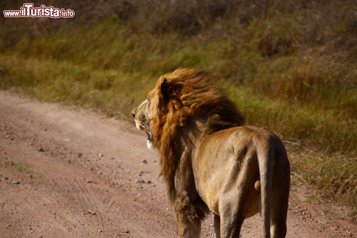 Immagine Leone su una pista del parco Serengeti - Tanzania