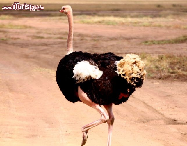 Immagine L'incontro con uno strizzo al Serengeti Park - Tanzania