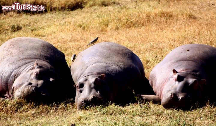 Immagine Ippopotami in relax al parco Ngogongoro - Tanzania